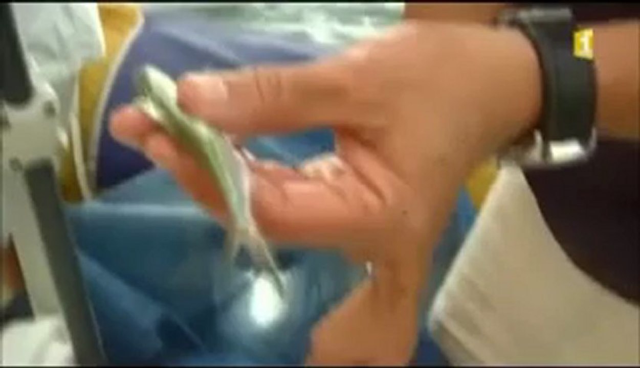 Reportage France 3-Guadeloupe-2012-10-18-19h30.mp4