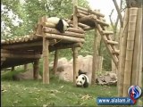 شاهد دب الباندا وهو یلهو علی المیزان