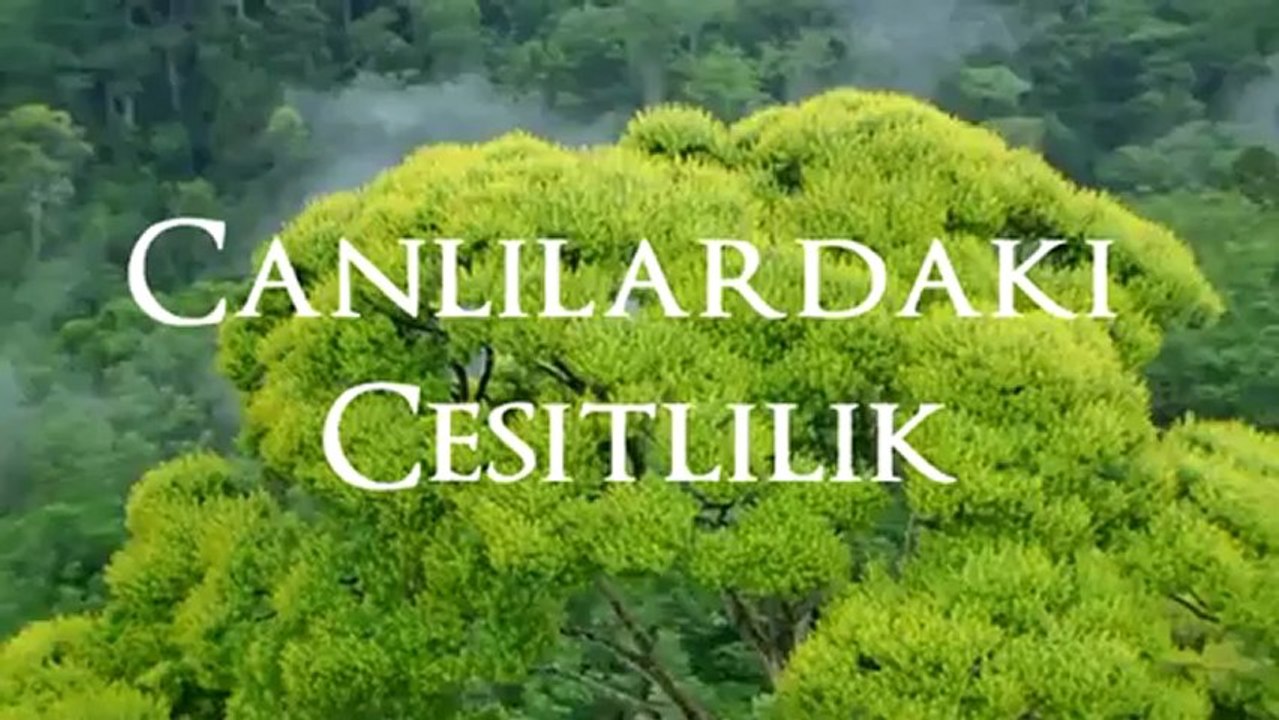 Canlılardaki Çeşitlilik
