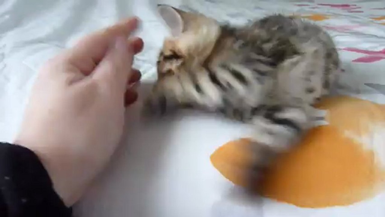 Magic Bengal Infinity - girl 5 weeks