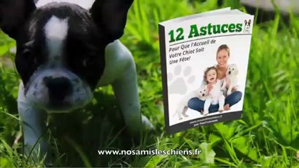 Comment apprendre le assis à son chien ?