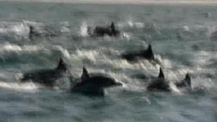 Sri Lanka dolphins caught in poaching crisis