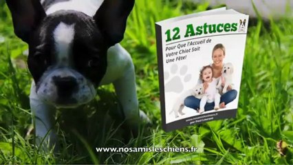 Comment apprendre le couché à son chien ?