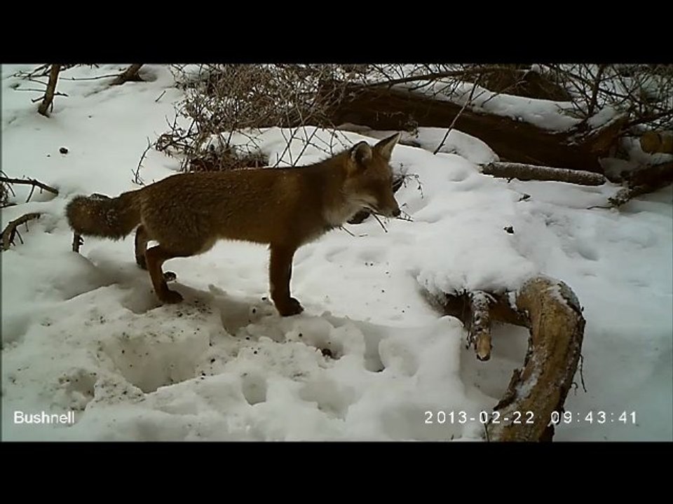Un renard en recherche de nourriture de jour