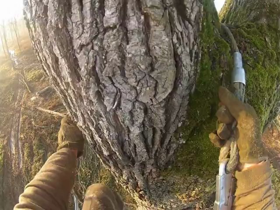 Scierie BOURDIER - Ehouppage chêne forêt de Tronçais