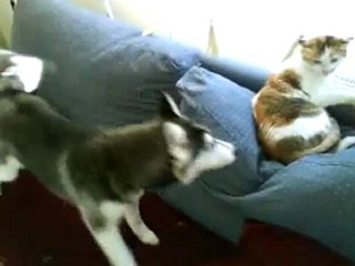 Leave me alone, you silly dog, or else