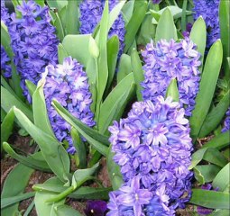 Aşık Mahzuni Şerif - Sümbül Senin Kar Benim