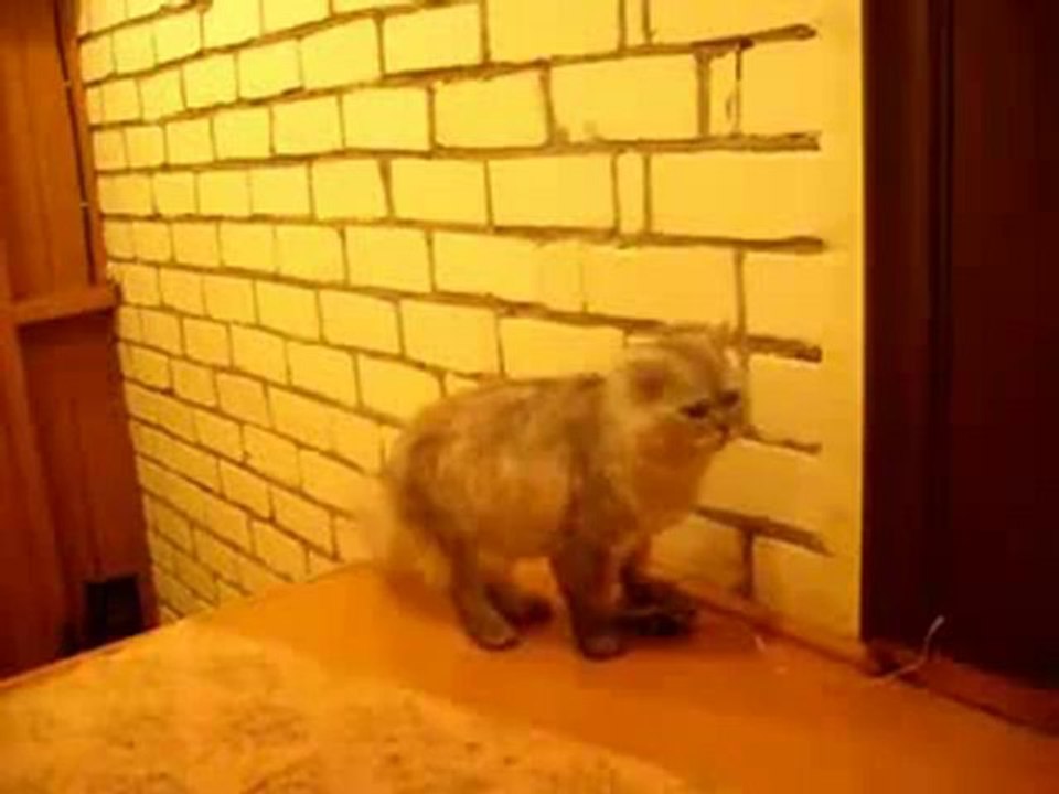 Doorbell for the cat