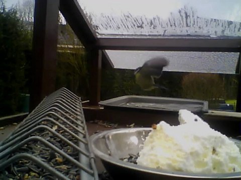 MANGEOIRE 22/02/2013 10h40 :: Pinson du Nord