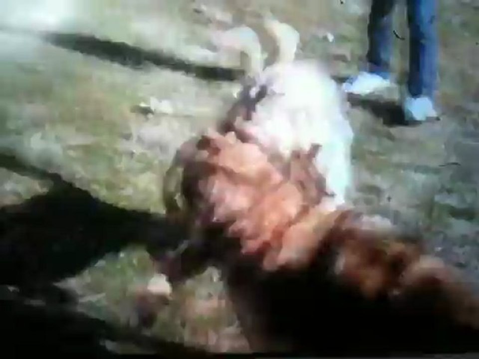 kırıkkaleden Rocky  Vs Timsah