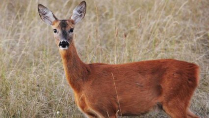 Roadkill Eating Approved by New Law