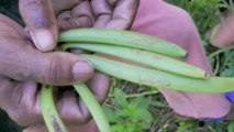 Vanilla Program to Help Madagascar Farmers