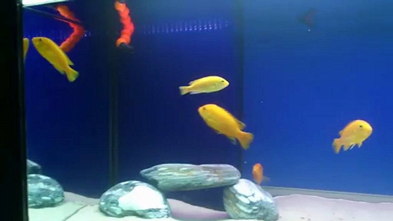 en yeni sarıprenseslerim