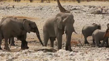 Etosha Eléphants