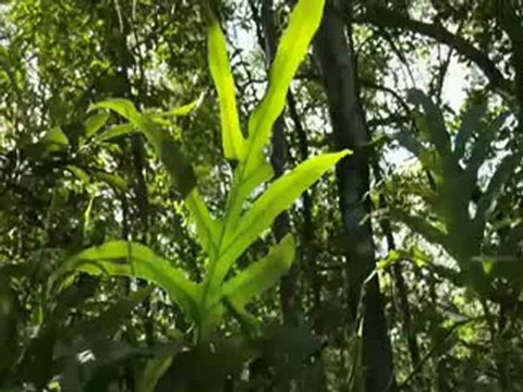 Veysel Uluagac - Bana Cok Gorduler Remix By Isyankar365