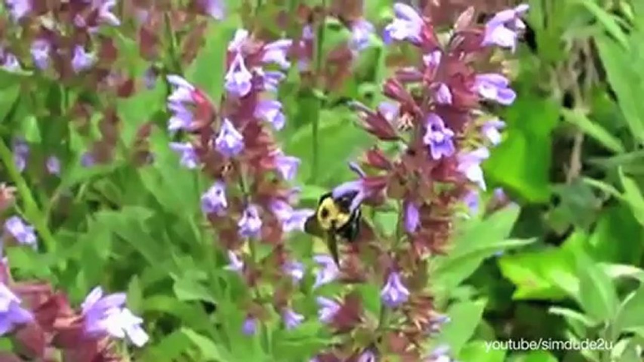 How Do Bees Know Which Flowers Have More Nectars video Dailymotion