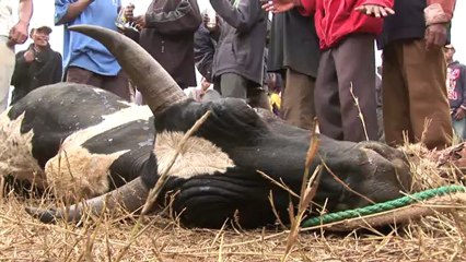 Danse avec les morts-trailer