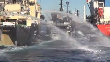 Le navire de Sea Shepherd s'intercale entre un baleinier et son ravitailleur (vue d'hélicoptère)
