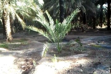 HURMA BAHÇESİ   MEDİNE