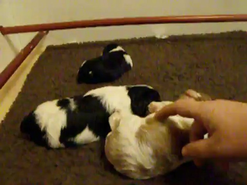 bébé blenheim a les oreilles qui chatouillent !!!