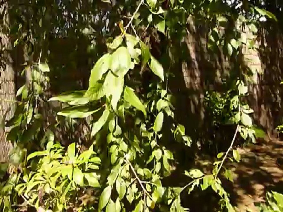 Chant des Cigales Japonaise 3 été 2012