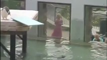Pinguim cai de trampolim e leva visitantes de zoo às gargalhadas