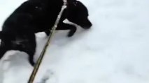 Cachorro ´faz festa` com chegada da neve à Noruega e vira hit