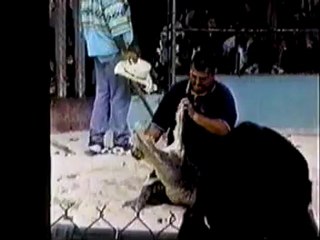 Aligator Iconia PC Tablet dengan Windows 8