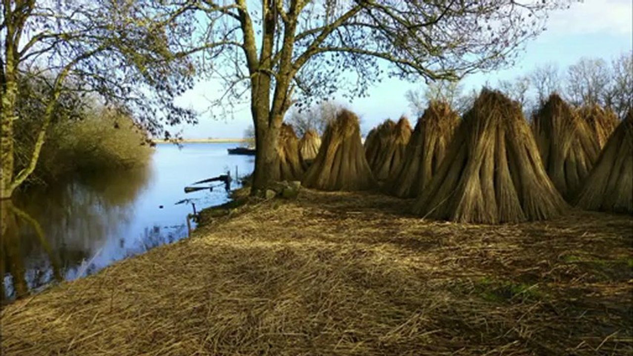 les roseaux de Brière