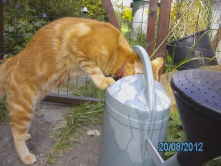 Chamallo, chat de gouttière