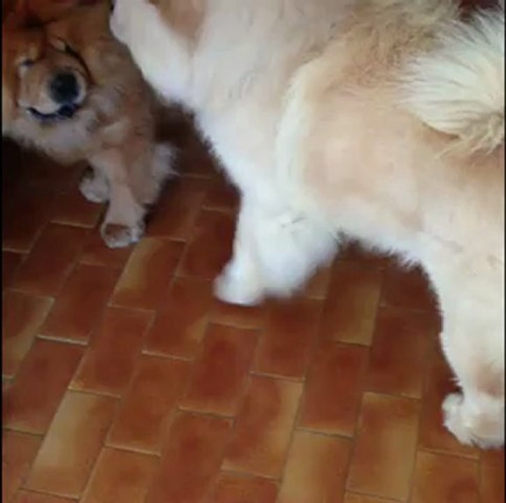 douchka et son doudou