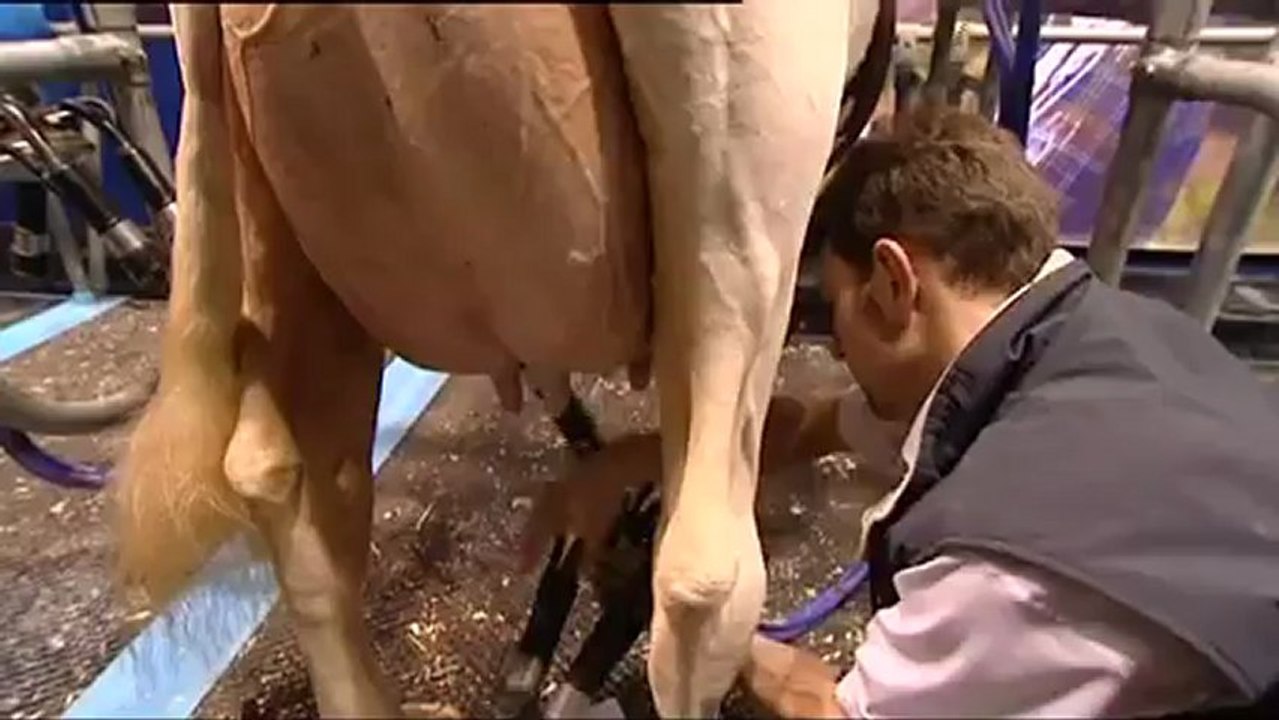 Le concours Prim'Holstein, une histoire de famille au Salon de l'Agriculture