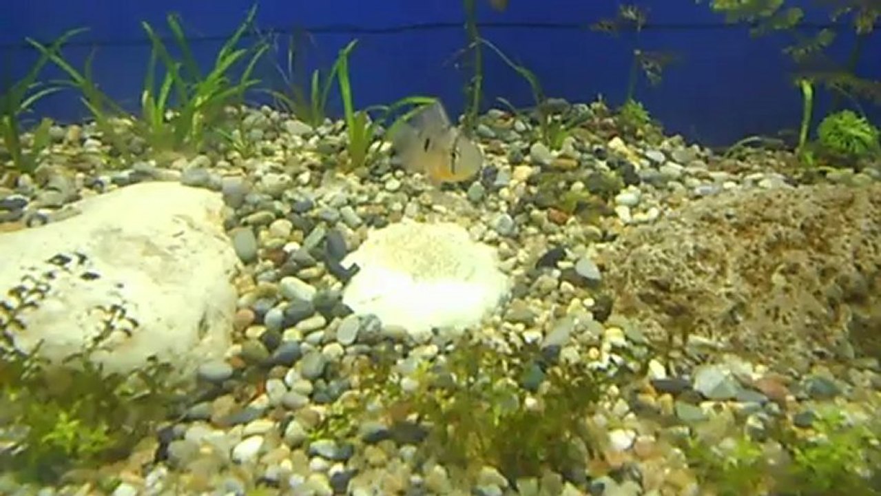 Ramirezi yumurtaları