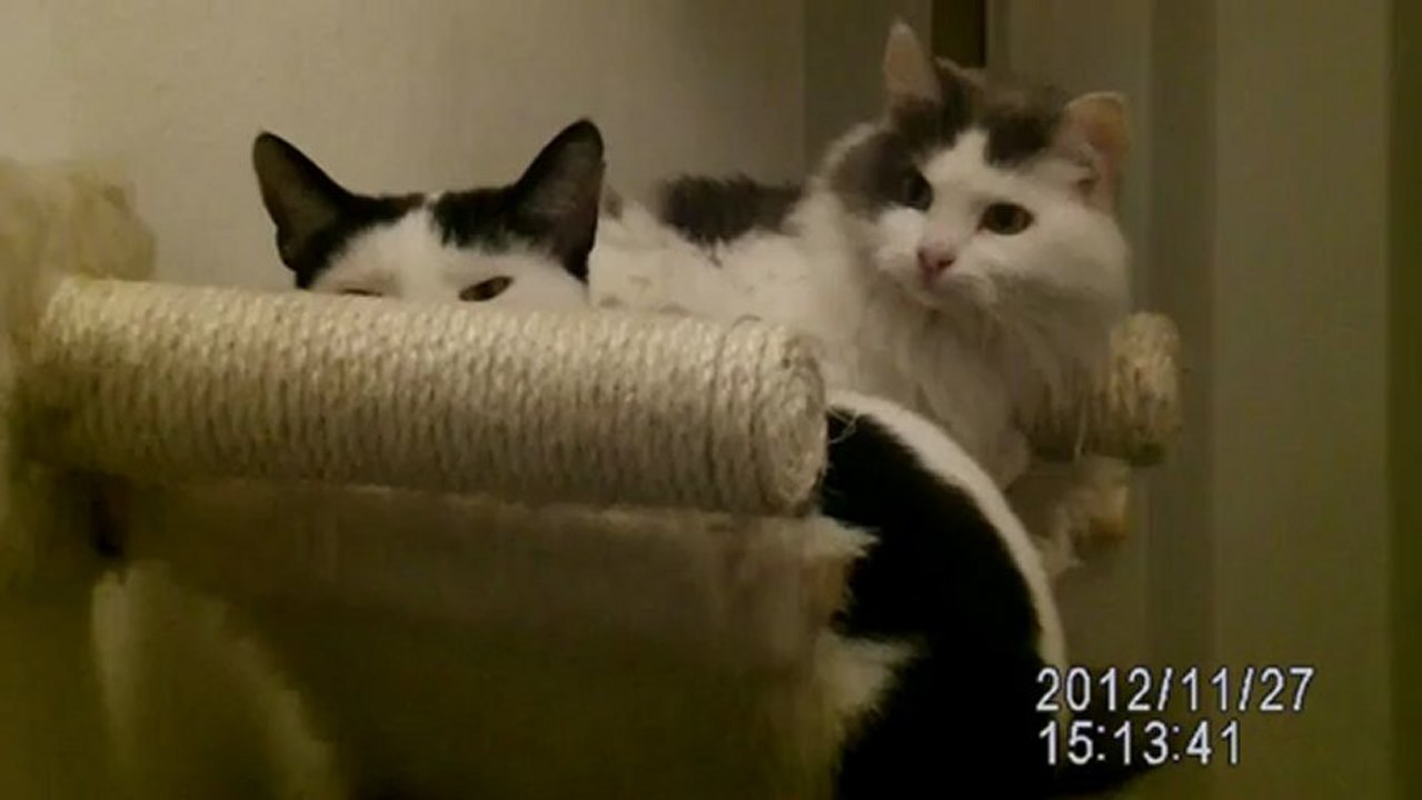 IMAG0003 animaux