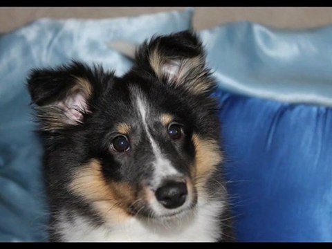 DEBUT AGILITY HOOPER 3 MOIS