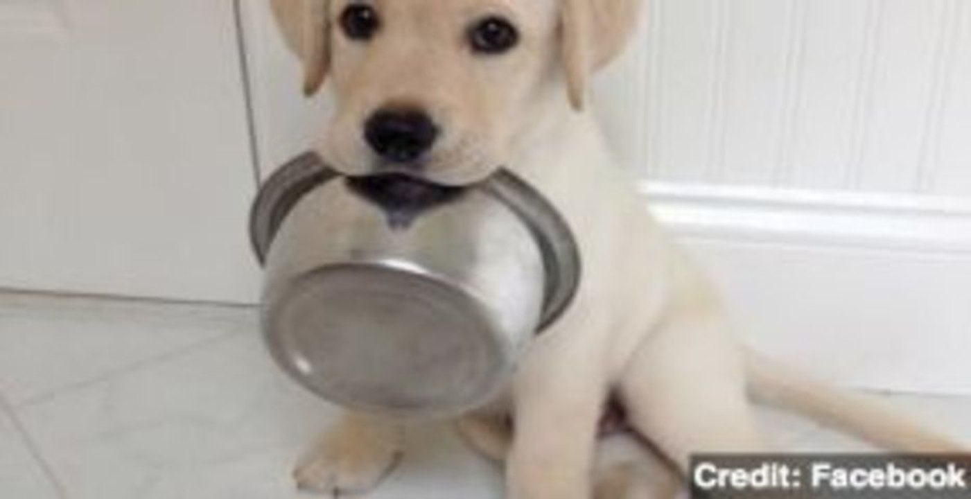 Do Pets Need Food Stamps?