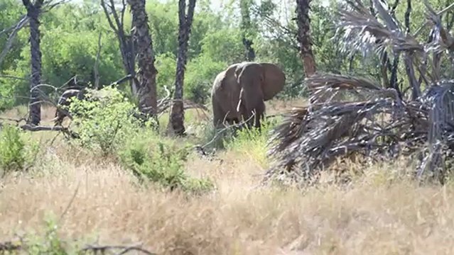 Poaching in Kenya: action needed to save elephants