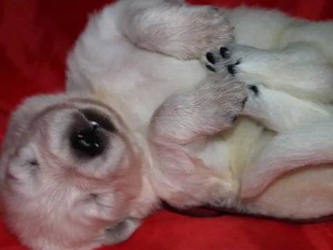 elevage du moulin de beuvry bébés chiots 2013