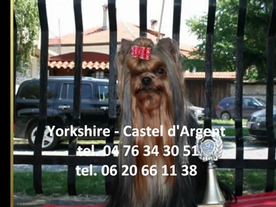 Yorkshire, CASTEL ARGENT Tel : 04 76 34 30 51 Achat yorkshires de race lignée internationale