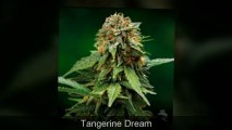 World of Seeds - Barney's Farm Bank ( Regular Seeds )