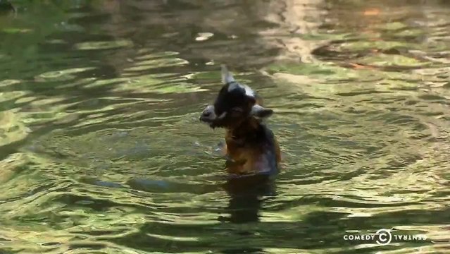 Cochon sauve un chevreau de la noyade (FAKE)