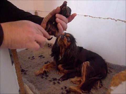 chiot cavalier king charles spaniel