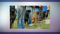 Dog obedience training - make them follow you | 1300 306 887