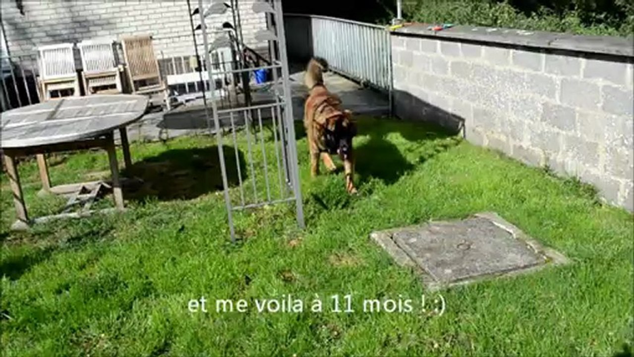 Kory de la Roseraie Pourpre évolution