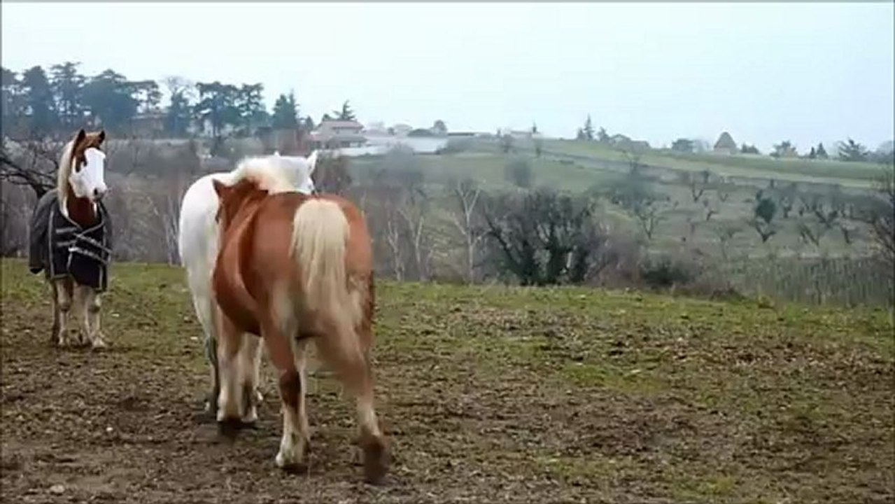 poney heureux au pré