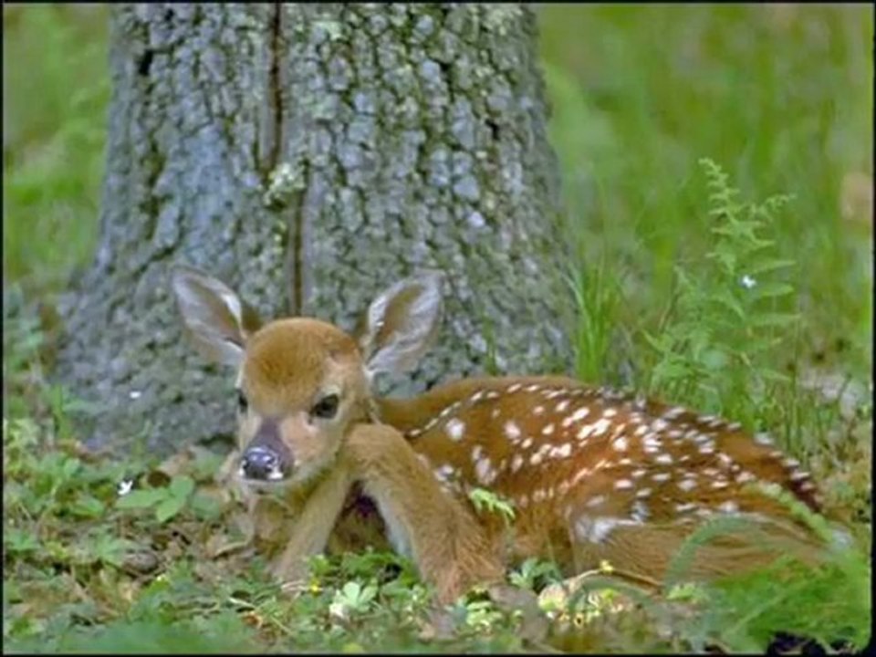 ESTİ SEHER YELİ SÖKÜLDÜ SELLER