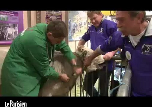 Au salon de l'agriculture le vétérinaire gère le stress des bêtes ... et des éleveurs