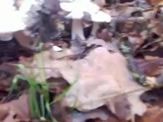 Лучшие грибы ноября 2012: отличные находки в смешанном лесу 🍄
