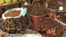 France une Ferme d'insectes qui iront Bientôt dans votre Assiette