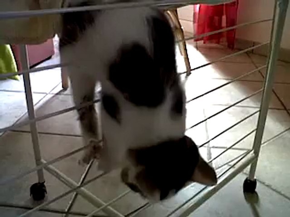 vidéo de chat rigolo